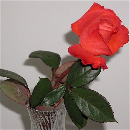 A beautiful long stem rose whose color lies between red and orange 